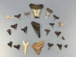 Large Lot of Shark Teeth and Megalodons