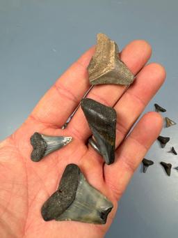 Large Lot of Shark Teeth and Megalodons