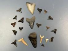 Large Lot of Shark Teeth and Megalodons