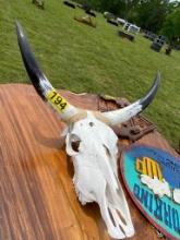 Cattle skull