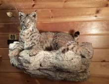 Bobcat