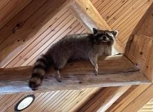 Racoon