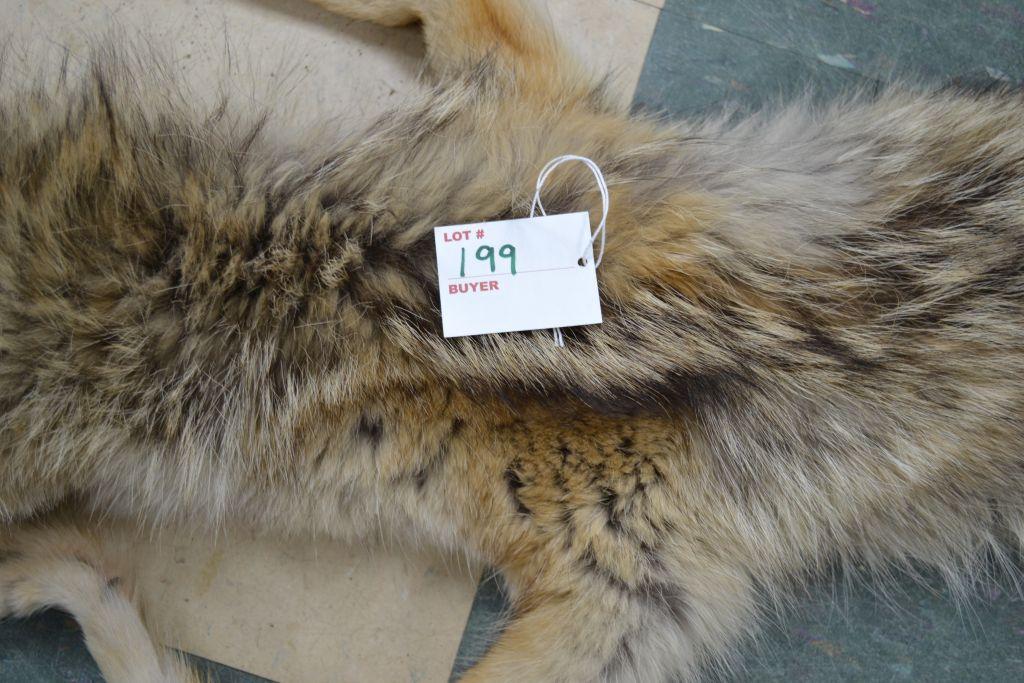 Coyote Hide 55" From Nose to Tail