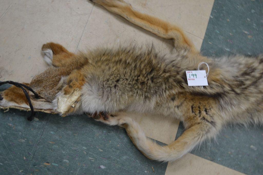 Coyote Hide 55" From Nose to Tail