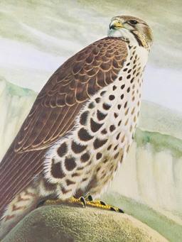 1975 Richard Sloan - PRAIRIE FALCON - Signed - 22” x 28” FALCO MEXICANUS  333887