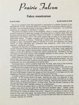 1975 Richard Sloan - PRAIRIE FALCON - Signed - 22” x 28” FALCO MEXICANUS  333887