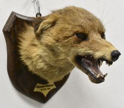 Williams & Son Taxidermy Red Fox Kilkenny Hunt