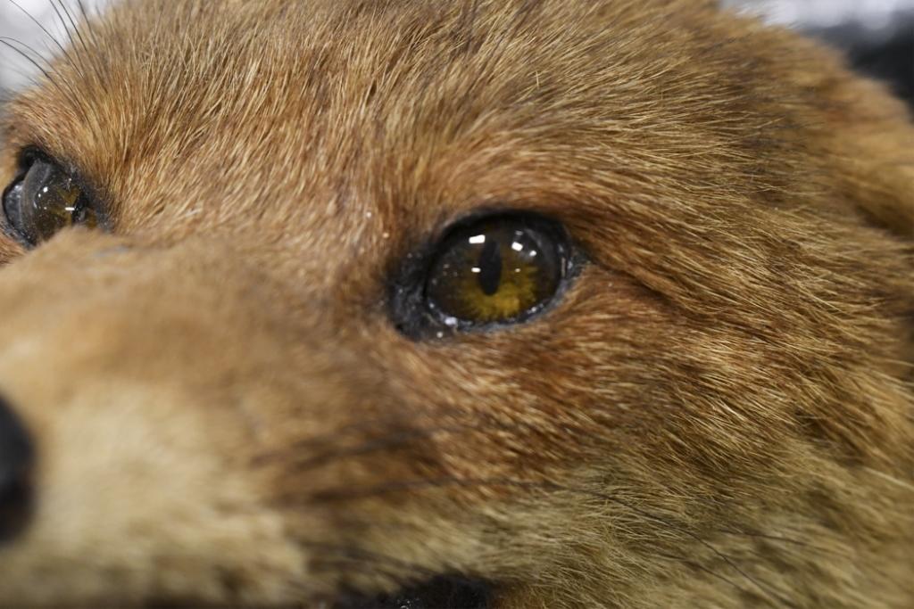 Williams & Son Taxidermy Red Fox Kilkenny Hunt