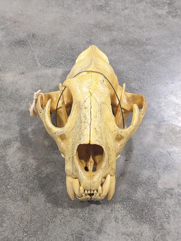 African Jaguar Skull Mount