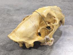 African Jaguar Skull Mount