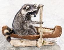 Full Body Racoon on a Birch Bark Canoe