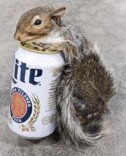 Drunk Drinkin Full Body Grey Squirrel w/ Miller