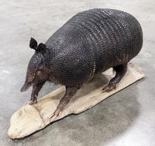 Full Body Armadillo Taxidermy on Drift Wood