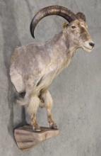 Barbary Sheep Half Body Taxidermy Mount