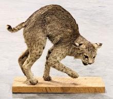 On Guard Bobcat Full Body Taxidermy Mount