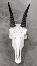 Small Reedbuck Antelope Skull Mount