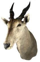 Common Eland Antelope Shoulder Mount