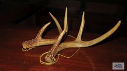 Pair of antlers