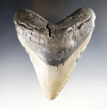 4 7/8" Megalodons Sharks Tooth.