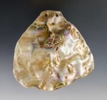 Large and nice 3 1/4" by  3 1/2" Abalone Shell Pendant found in Colusa Co., California.