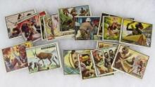 Lot (20 Rare 1950 Topps "Bring em Back Alive" Jungle Non-Sports Cards