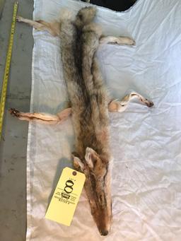 4' coyote pelt