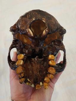 (2) skulls, cast resin and plastic