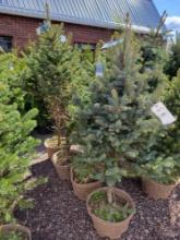 Colorado Blue Spruce bid x 4