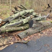 large pile of firewood logs - oak- cherry - others