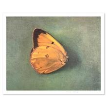 Single Butterfly by Levine, Tomar