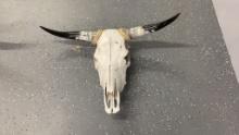 Cattle Skull