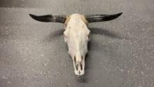 Cattle Skull