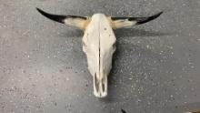 Cattle Skull