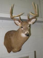 Eight Point Whitetail Deer Mount
