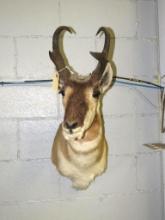 Pronghorn Antelope Mount