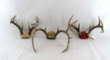 (3) Whitetail Deer Racks