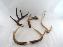 (17) Assorted Antlers