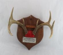 Eight Point Whitetail Deer Rack