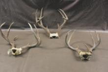 Three Deer Antler Racks