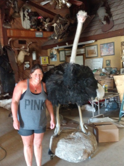 Fall Classic Taxidermy, Decor, & Oddities Auction