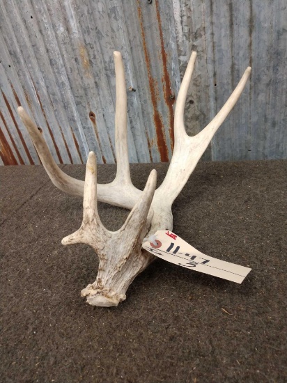 Cool Main Frame 4 Point Whitetail Shed Antler