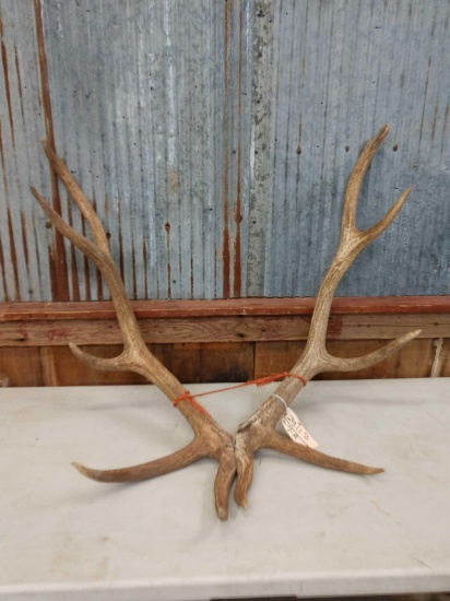 9.6 Lbs Elk Cut Antlers