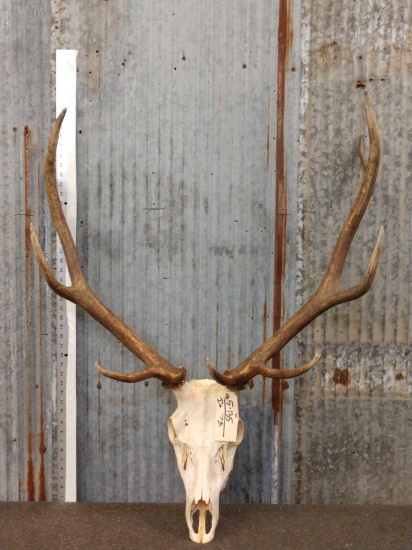 5x5 Elk Antlers On Skull