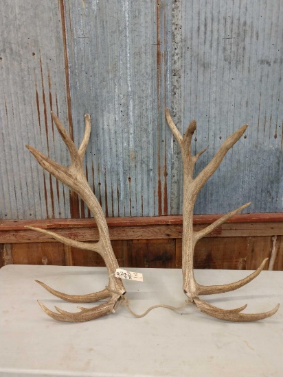 16.6 lbs Elk Antler Cuts