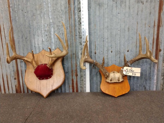 2 Sets Of Whitetail Antlers On Plaque