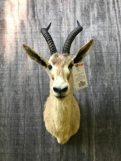 RARE, BEAUTIFUL MONGOLIAN GAZELLE SHOULDER MOUNT, with BIG HORNS. Great Taxidermy