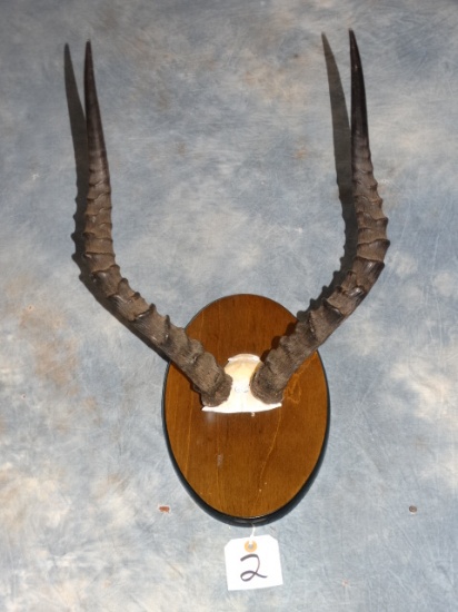 Southern Impala Horn Mount Taxidermy