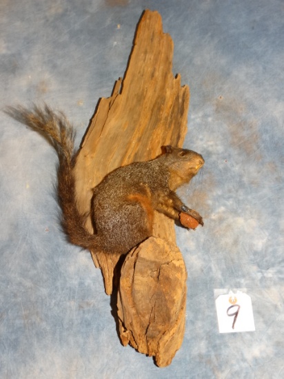 Fox Squirrel in Tree Full Body Mount Taxidermy