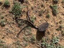 Buggy Step