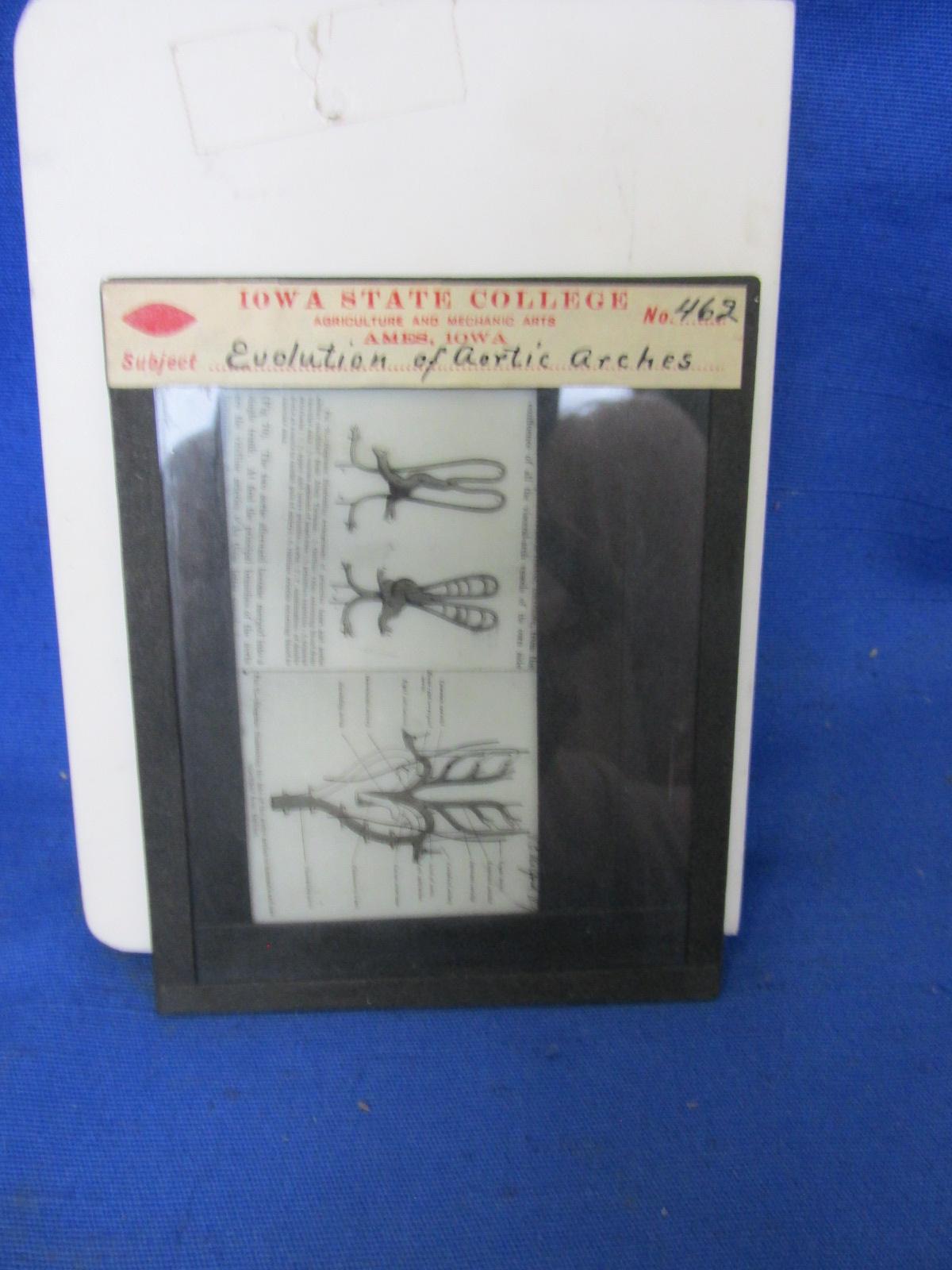 Vintage 7 Keystone Slides Featuring Anatomy Studies (#197, #245, #431, #451, #452, #458, #462) -